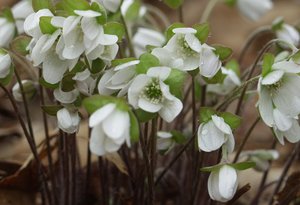 Anemone acutiloba_LisaMattei