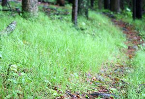 Carex_pensylvanica_D2595_DanJaffe (1).jpg