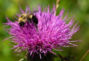Cirsium_pumilum_UliLorimer