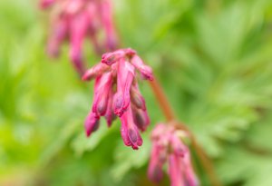 Dicentra eximia - Uli Lorimer