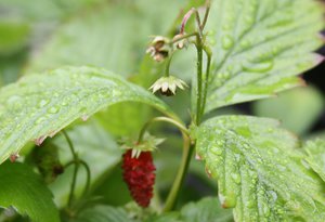 Fragaria vesca - woodland strawberry