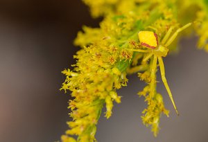 Goldenrod and crab spider- Uli Lorimer