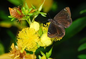 Hypericum_frondosum& Pholisora_catullus_Jaffe_reduced.jpg