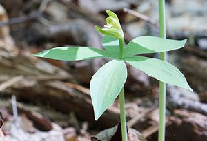 Isotria medeoloides.jpg