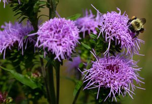 Liatris novae-angliae var. novae-angliae -northern blazing star-uli-lorimer