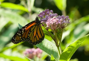 Monarch on Asclepias incarnata