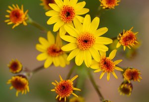 Packera obovata - Uli Lorimer ©Native Plant Trust