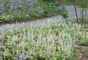 Phlox_divaricata_Tiarella_cordifolia_crop_reszd_Jaffe.jpg