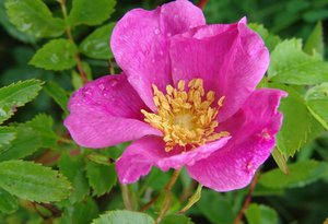 Rosa virginiana