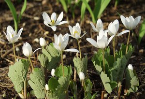 Sanguinaria_canadensis_D613_LisaMattei.jpg