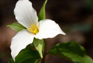 Trillium grandiflorum - Uli Lorimer