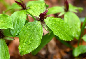 Trillium sessile - Uli Lorimer