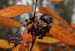 Viburnum nudum fruit - DJaffe