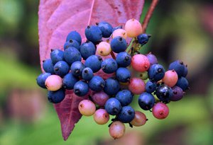 Viburnum nudum fruit reduced