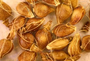 Eleocharis quadrangulata seeds