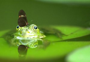 frog+butterfly_pixabay.jpg