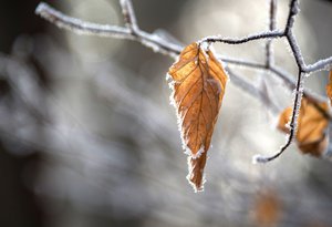 frost_beech_leaf_CC0CreativeCommons.jpg