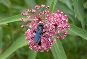 Mud dauber on milkweed