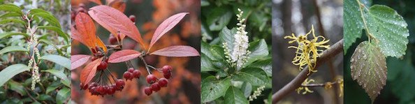 Shrubs Collection