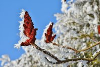 snow-on-sumac_CC0CreativeCommons.jpg