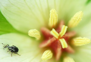 trillium_erectum_album&PollenWeevil_Jaffe_rdcd.jpg